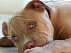 Cachorro Pitbull Red Nose En Adopcion Responsable Leer Bien
