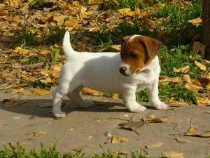 Cachorros De Maaier Jack Russell Terrier