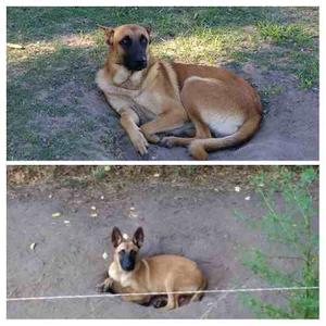 Cachorros Pastor Belga Malinois (reserva)