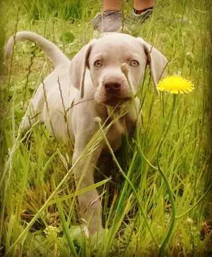 Cachorros Weimaraner