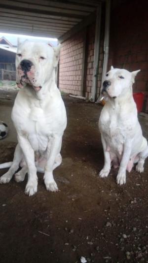 Cachorros dogo argentino