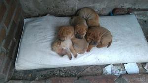 Excelente Camada De Cachorros Shar Pei!!!