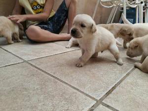 Labradores Retriever Hermosisimos