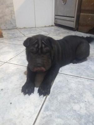 Miralos!!! Cachorros Shar Pei