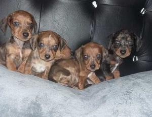 Perros Salchichas (Dachshund)