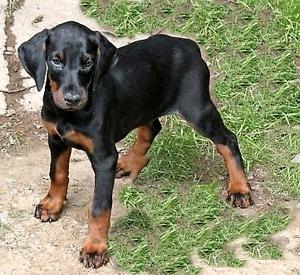 Vendo Doberman hembra por falta de espacio