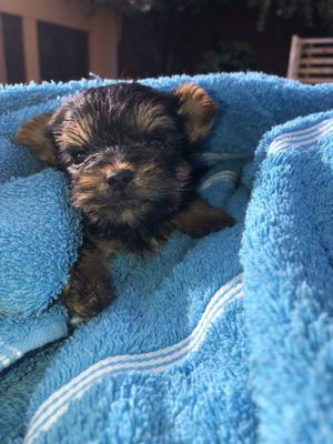 Yorkshire terrier mini