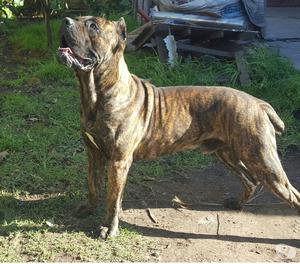 servicio de monta, hermosos macho cane corso