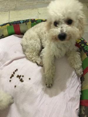 Cachorros de caniche toy