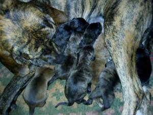 Cachorros fila brasilero