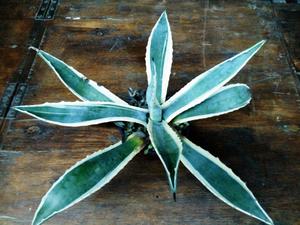 CACTUS ADULTO AGAVE