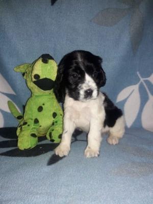 Cachorros Cocker Spaniel