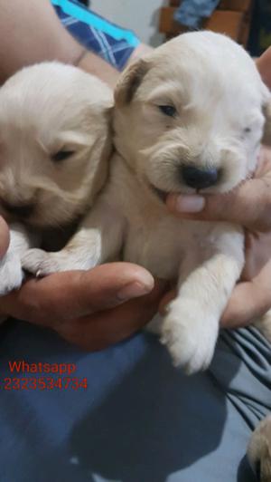 Golden Retriever machos