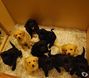 VENDO CACHORROS LABRADOR RETRIEVER