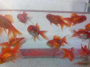 peces de agua fria orandas