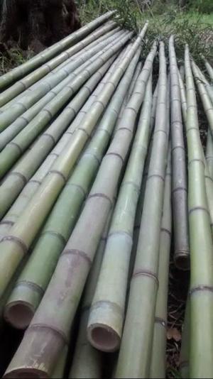 Cañas De Bambú Hasta 7 Metros De 3 A 6 Cm. De Diámetro