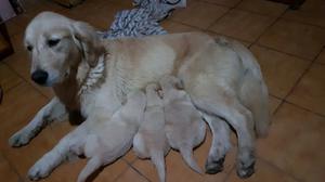 Cachorros Golden retriever