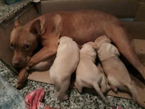 Cachorros pitbull de 21 dias