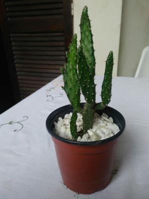 Cactus y Suculentas