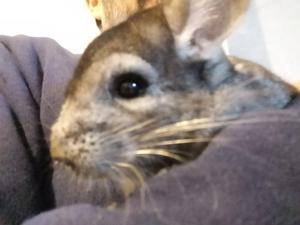 Chinchilla Macho 4 Meses