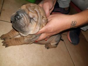 PERROS SHARPEI CACHORROS