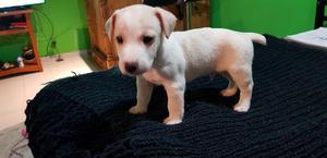 Vendo Cachorros Jack Russell Terrier vacunados y