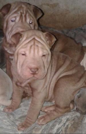 shar pei macho y hembra