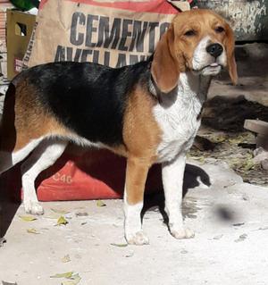 Beagle hembra tricolor de 6 meses