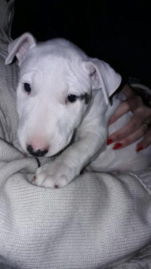 Cachorro Bull terrier ingles