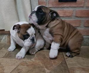 EXCELENTES BULLDOG INGLES - HEMBRITAS