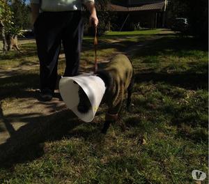 Perrita castrada, mediana y dulce, se lleva bien con gatos y