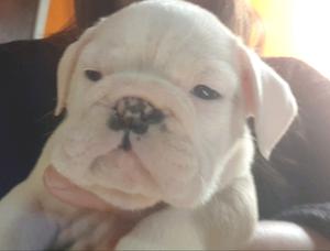 Cachorra Bulldog Ingles