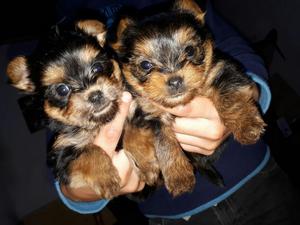 Cachorras Mini Yorkshire