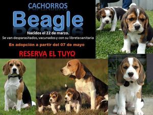 Cachorro Beagle Tricolor 13" - Macho