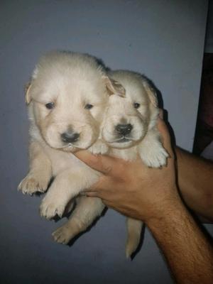 Cachorros Golden retriever