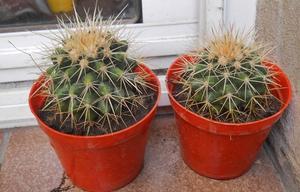 Echinocactus grusonii (asiento de suegra) maceta 8