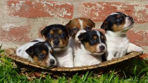 Jack russell cachorros