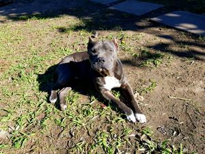 Pitbull american blue