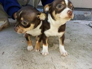 chihuahuas hembras color chocolate