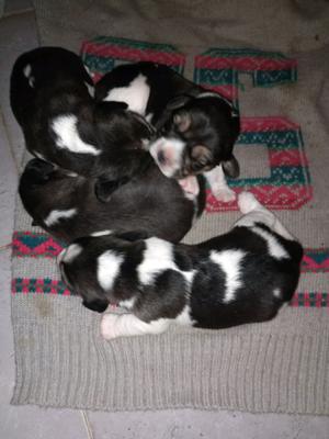 Cachorros beagle 13pulgadas