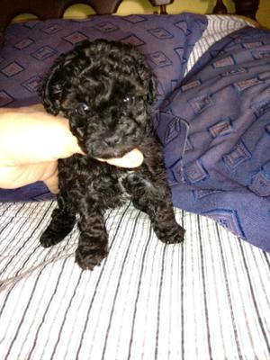 Caniche mini toy hembra negra