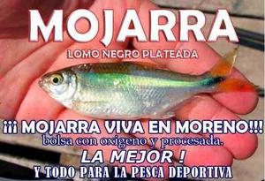 Carnada Pejerrey Mojarra Viva!!!!!! Peter Gil Moreno!!!!