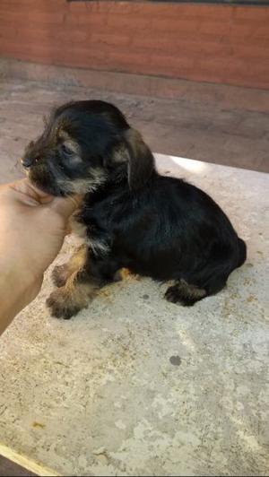 Vendo cachorros schnauzer