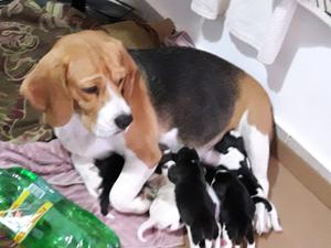 Hermosos Beagles !!