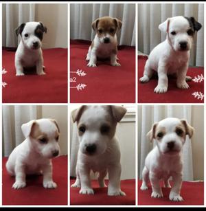 Jack Russell Terrier cachorros pelo liso