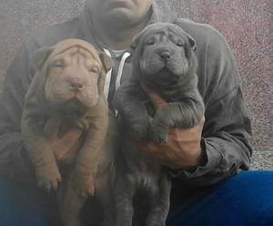 cachorros shar pei