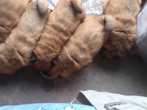 chow chow cachorros