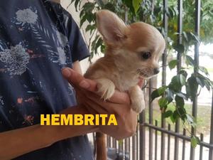 CHIHUAHUA, HEMBRITA DE CARTERA!!!