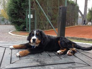 Cachorro Boyero de Berna 5 meses, hijo de joven campeon