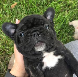 Cachorros bulldog frances exelente línea de sangre.